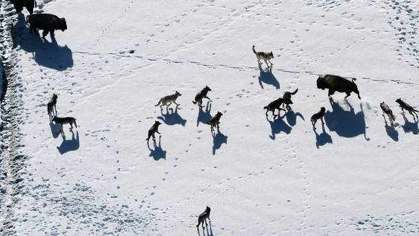Snow animals