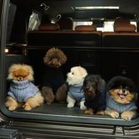 Globale markt voor hondenkleding zit in de lift: ‘Mensen zijn steeds meer bereid om voor deze producten te betalen’