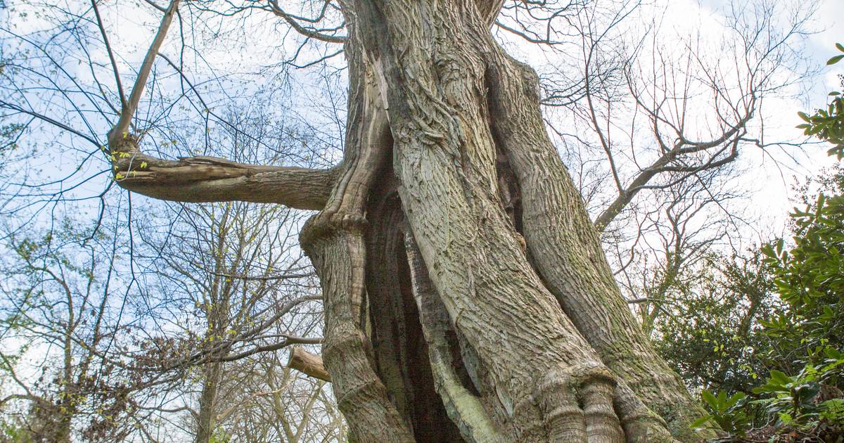 De Beekse Kabouterboom: een 450 jaar oude, markante reus - De Gelderlander