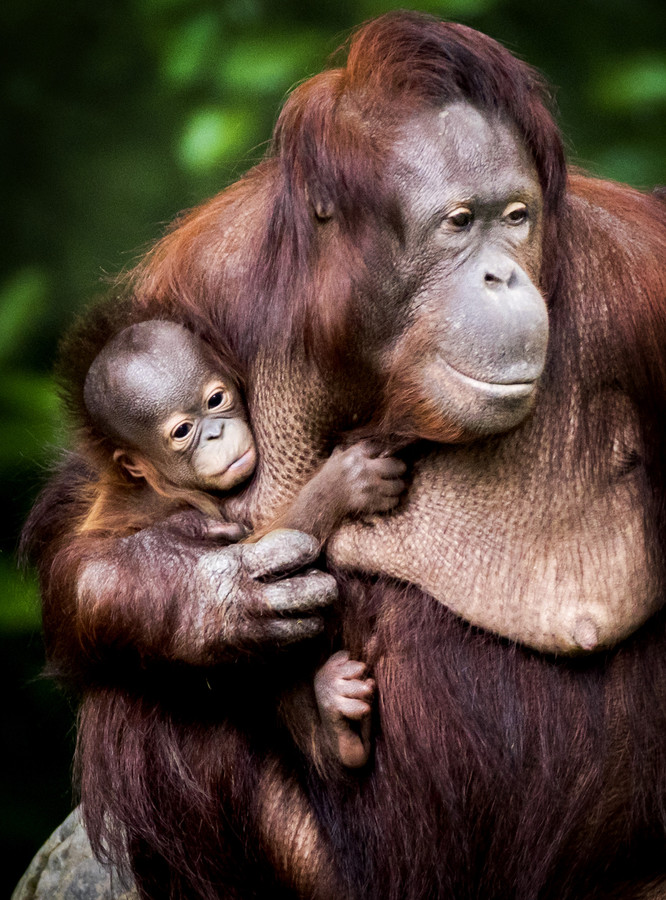 Welp Baby orang-oetan Sabbar voor het eerst naar buiten | Foto | AD.nl EO-22