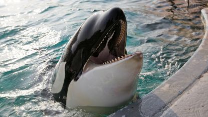 Rechtszaak over zwangere orka Morgan: "Spaans dierenpark schendt alle regels"