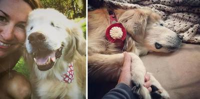 Afscheid van beroemde blinde therapiehond Smiley