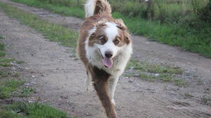 Wie heeft Kars gezien? Border Collie al twee weken vermist