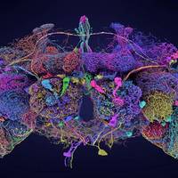 Brein fruitvlieg voor het eerst volledig in kaart gebracht: ‘Het is echt een mijlpaal’