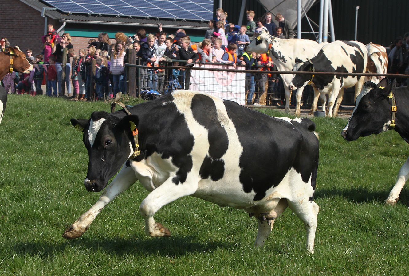 Het is lente! Koeien springen in