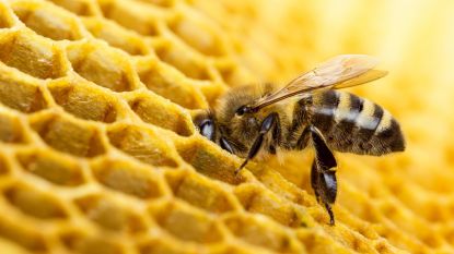 Europa bevestigt: beruchte groep pesticiden doodt bijen