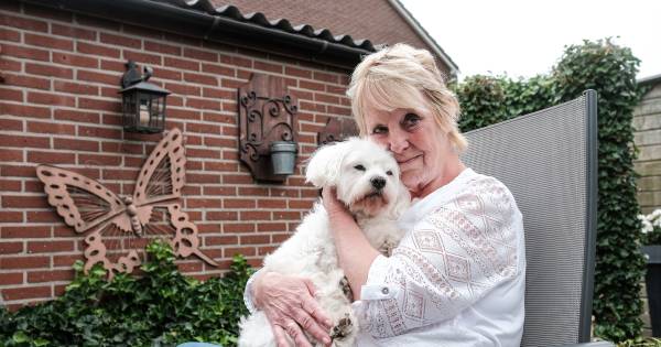 Moorddadige rottweiler bijt maltezer dood: 'Deze buurt is zijn territorium'