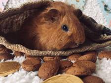 Cavia Pip zou slangenvoer worden, maar is nu een Facebookhit