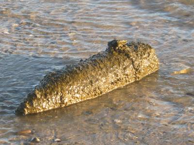 EOD: Recente vondsten explosieven bij laag water geen reden tot paniek