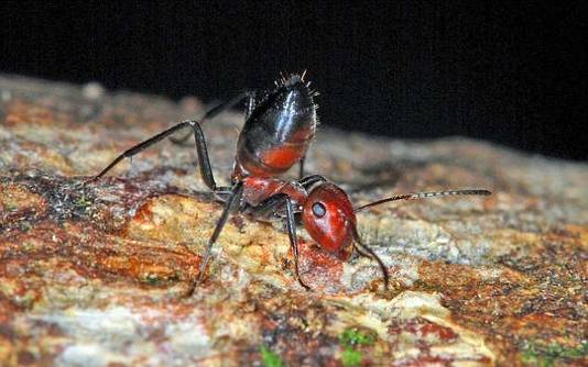 Bij dreigend gevaar richt de mier zich op en maakt zich zo boos dat hij uit zijn vel barst