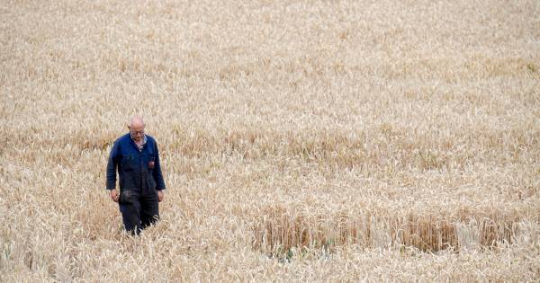 Uitzonderlijk vroege tarweoogst door droogte