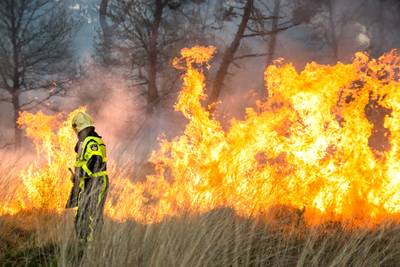 Code oranje voor natuurgebieden, droogte verhoogt gevaar op bosbranden