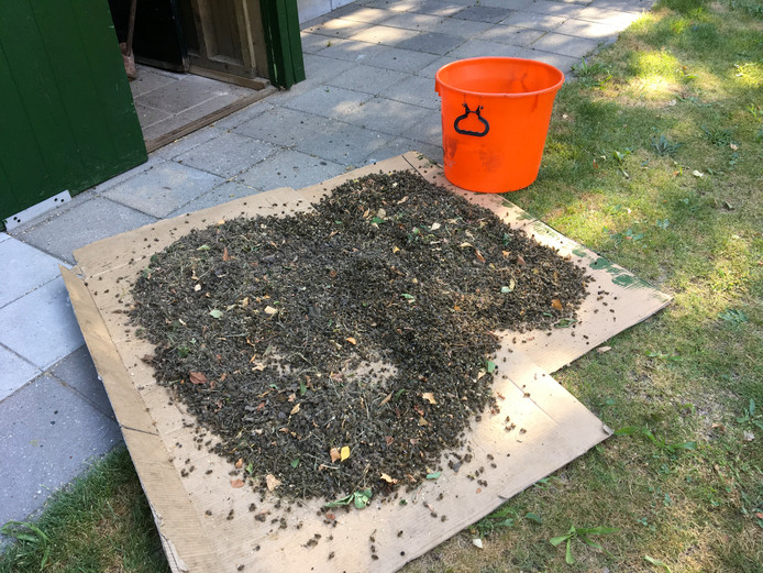 Een imker op Landpark Assisië trof begin juli van dit jaar duizenden dode bijen bij zijn bijenstal.