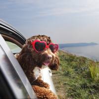 Dit zijn de hondvriendelijkste bestemmingen voor een vakantie met je viervoeter