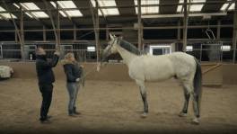 Zelfs paarden worden online geveild in 'Alles Mag Weg'