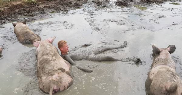 Jeroen (15) snapt nu waarom varkens zo graag in de modder liggen: 'Het is echt ...