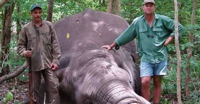 Olifant vertrappelt trofeeënjager voordat hij de trekker kan overhalen