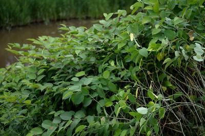 Kleiput Winterswijk is dumpplaats voor duizendknoop uit regio