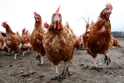 'Food Valley heeft eigen Edammer nodig'