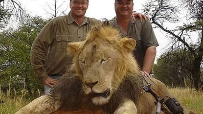 Doodgeschoten en onthoofd: bioloog onthult nieuwe feiten over gruwelijke dood van leeuw Cecil