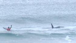 VIDEO: Orka's op zoek naar prooi verstoren surfwedstrijd, surfer maakt zich snel uit de voeten