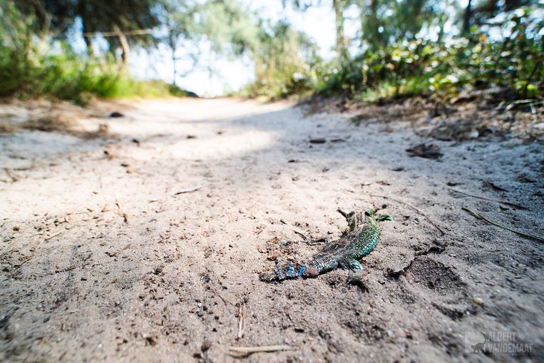 Mountainbikers walsen zeldzame reptielen plat. 'Ik lig hier echt wakker van' - Trouw