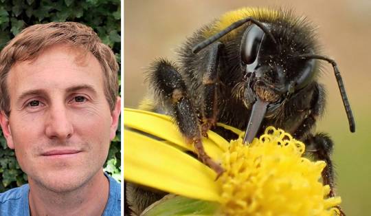 Wordt een hommel blij? Bijenexpert over baanbrekend onderzoek: ‘Wij onderschatten bijen en insecten tout court’