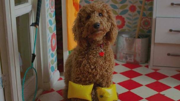 Waffel de wonderhond