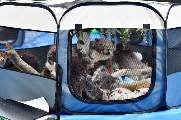 Koalaweesjes in een apart parkje