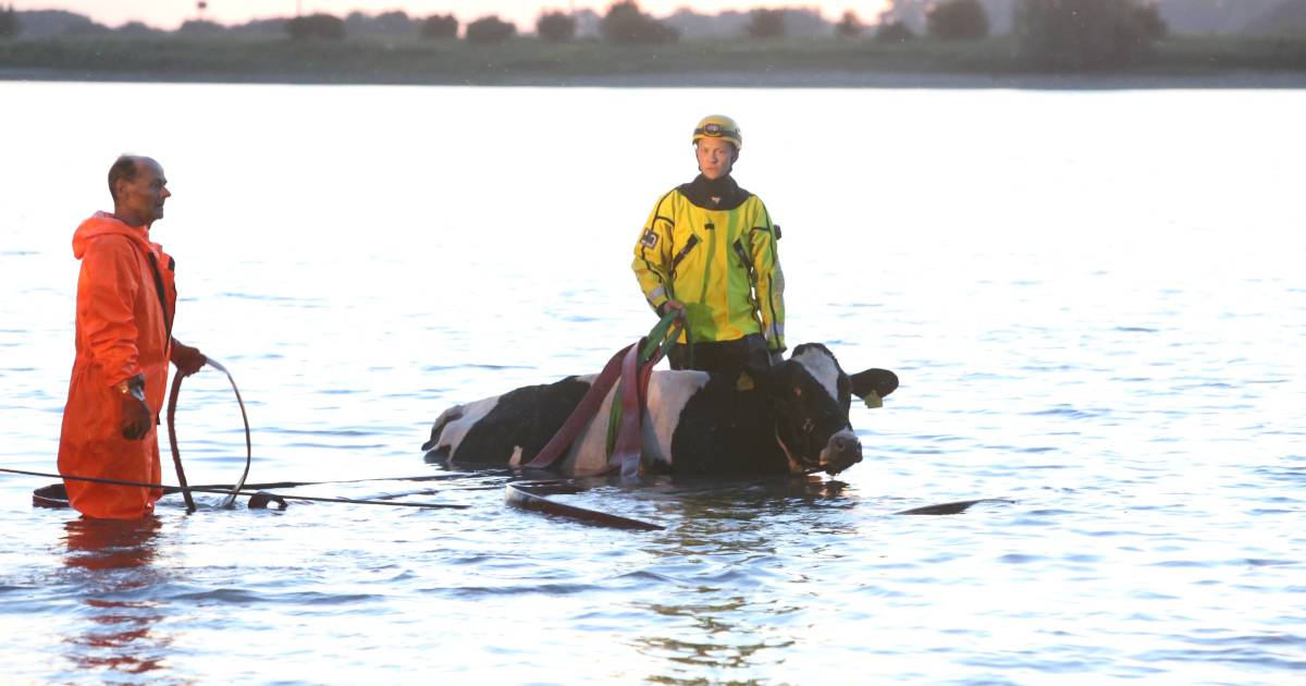 Koe uit het water getrokken bij Hurwenen | Bommelerwaard - BD.nl