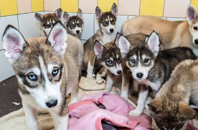 Telefoon roodgloeiend voor gedumpte puppies