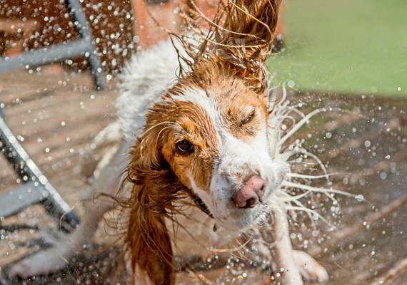 Waarom je je hond niet moet natspuiten als het warm is (en hoe je 'm wél afkoelt)