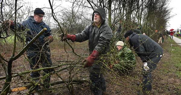 Mooie wonden maken op stormachtig NK Maasheggenvlechten, Groesbekenaar Peter Pouwels weet hoe dat mo