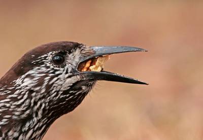 Fotogenieke Wageningse notenkraker trekt nog steeds dagelijks bezoekers, ook online