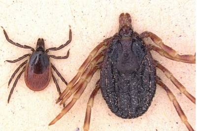 Jagende horrorteek zo goed als zeker opgedoken in Nederland