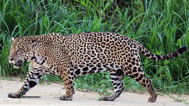 Lost Land of the Jaguar