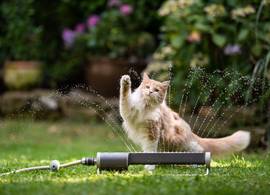 Heeft jouw kat last van de warmte? Zo zorg je voor verkoeling