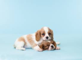 Een puppy opvoeden is net zo zwaar als de opvoeding van een baby