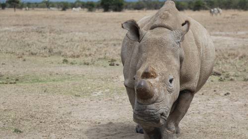 Deze neushoorn dreigt uit te sterven door coronacrisis