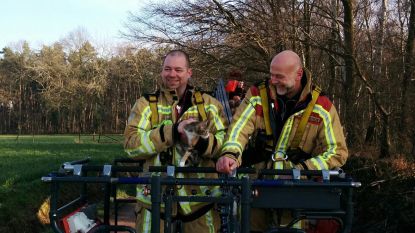 Brandweer redt katje uit boom