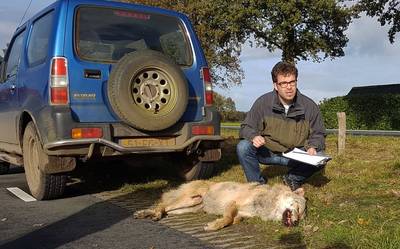 Dode wolf Overijssel is 3 jaar oud mannetje: 'Hij was op slag dood'