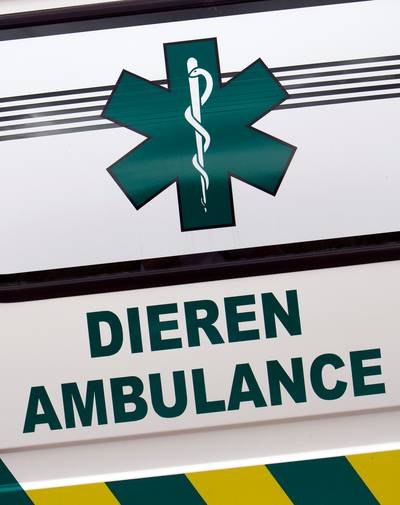 Persoon gooit kittens uit autoraam in Woudenberg: een katje overleden