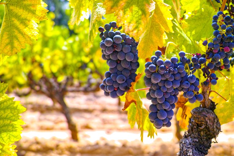 Dat natuurlijke wijnen aan een stevige klim bezig zijn, valt niet te ontkennen. Trendy bars pronken met een bijzonder aanbod biologische, biodynamische of natuurwijnen. Maar wat is eigenlijk het verschil tussen die drie, en zijn ze zoveel beter dan ‘gewone’ wijn?