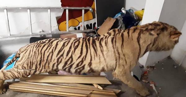 Verkoop opgezette tijger uit Hulten leidt tot boze reacties op Marktplaats