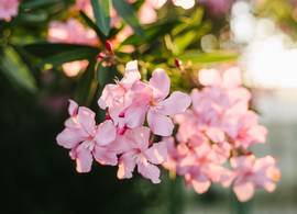 Oleander in je tuin verzorgen: zó doe je dat