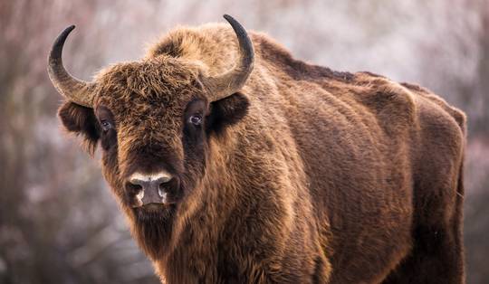 Van historische comeback tot nieuw beschermd gebied: vijf keer goed nieuws voor de natuur