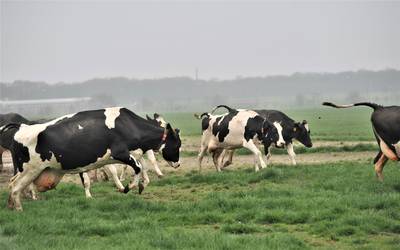 De koeien van boer Schouten uit Doorwerth mogen voor het eerst naar buiten dit jaar