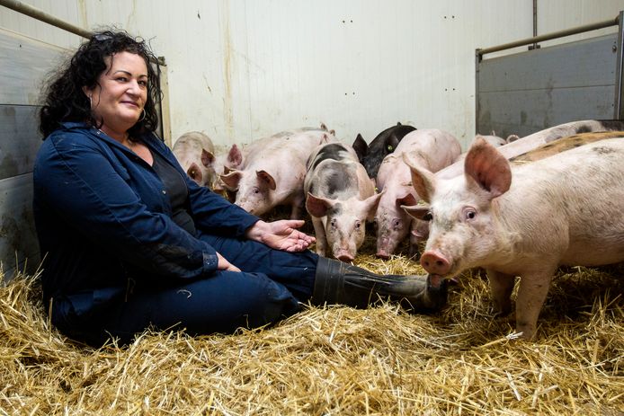 Gemist? Boeren bang na 'overval' op varkensstal, lichaam ...