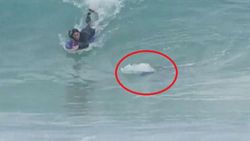"Hij kon een been kwijt zijn": bloedstollend moment tussen haai en surfer