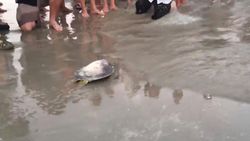 Schildpad neemt as van oceanograaf mee in zee